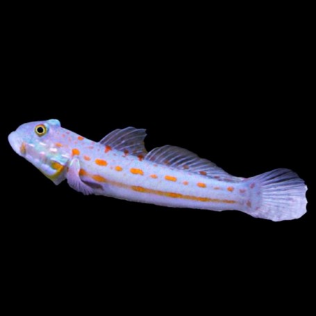 VALENCIANEA PUELLARIS