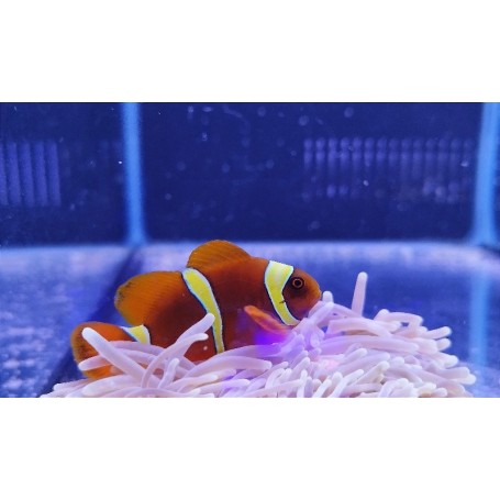 PREMMA BIACULEATUS YELLOW (PAREJA)