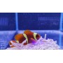 PREMMA BIACULEATUS YELLOW (PAREJA)