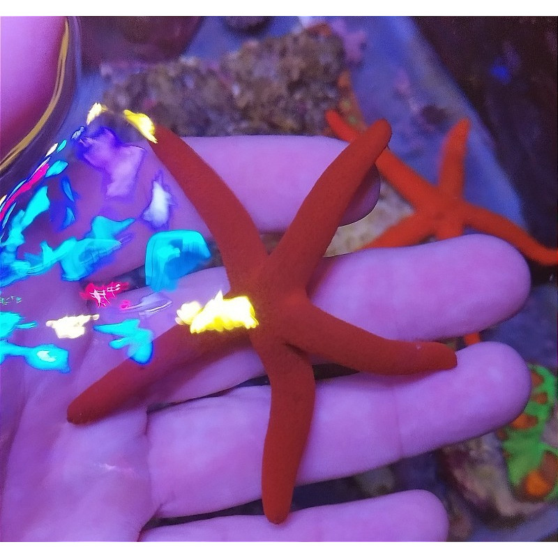 ECHINASTER SEPOSITUS