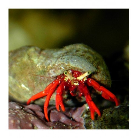 PAGURISTES CADENATI