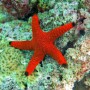 FROMIA INDICA