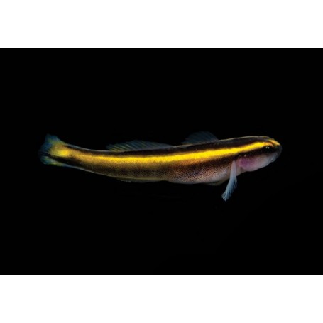 ELACATINUS FIGARO