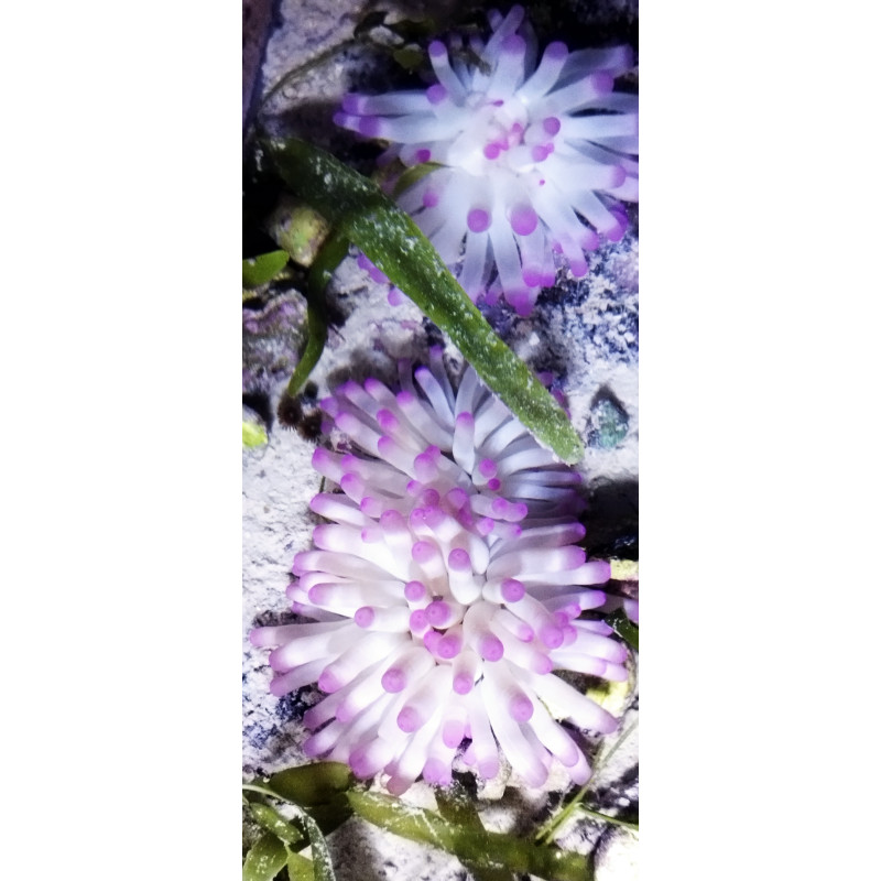 Condylactis ultra color