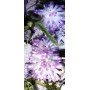 Condylactis ultra color