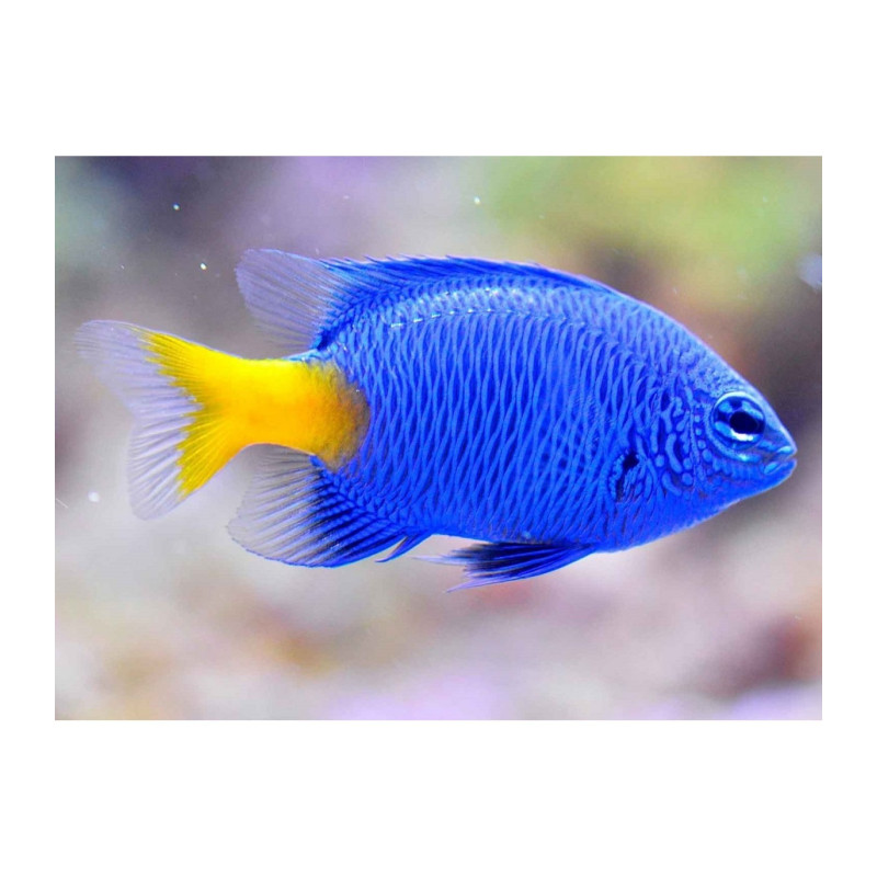 CHRYSIPTERA PARASEMA