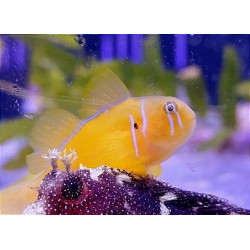 GOBIODON CITRINUS SIZE M