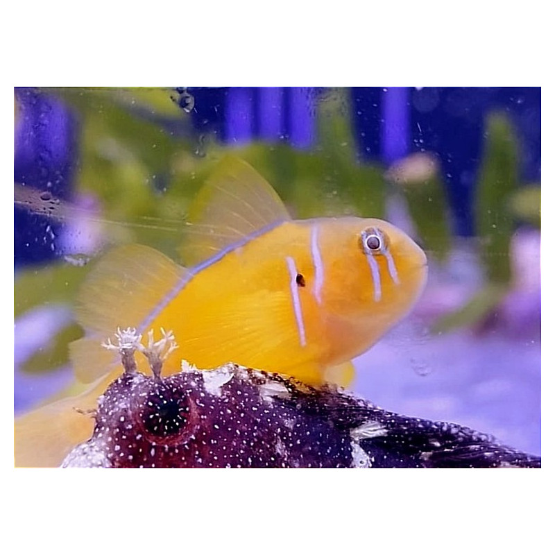 GOBIODON CITRINUS SIZE M