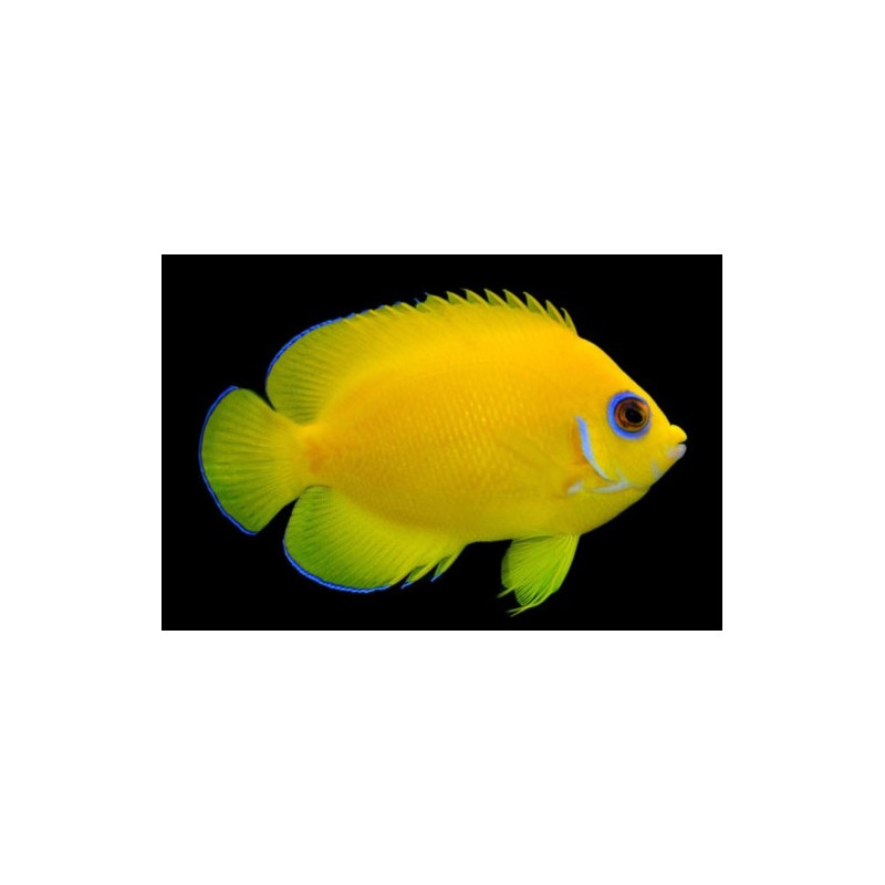 CENTROPYGE FLAVISSIMA  talla SM