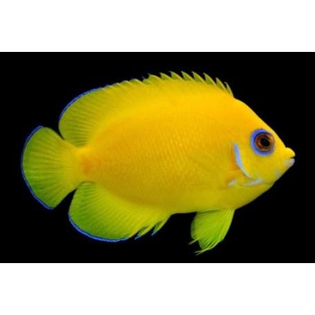 CENTROPYGE FLAVISIMA CAUTIVIDAD