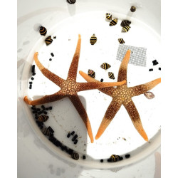 ESTRELLA NARDOA XL (COME ASTERINAS)