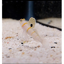 AMBLYELEOTRIS RANDALLI