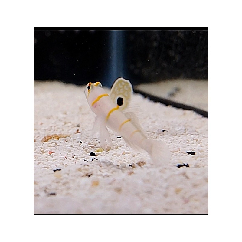 AMBLYELEOTRIS RANDALLI