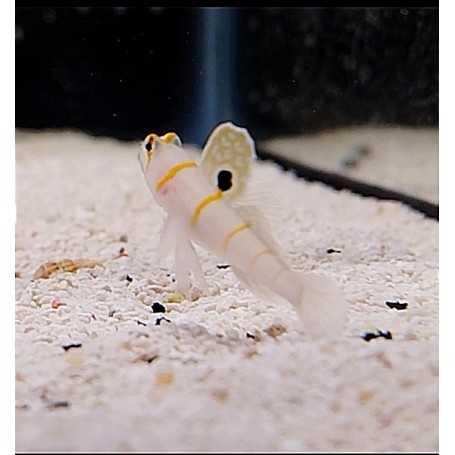AMBLYELEOTRIS RANDALLI + ALPHEUS
