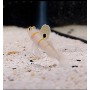 AMBLYELEOTRIS RANDALLI + ALPHEUS