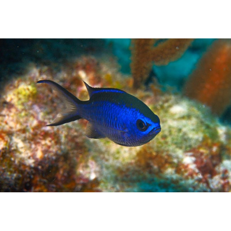 CHROMIS CYANEA (CARIBBEAN SIZE M
