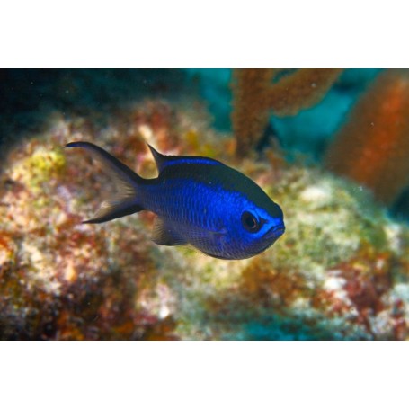 CHROMIS CYANEA (CARIBE TALLA M