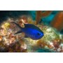 CHROMIS CYANEA (CARIBE TALLA M