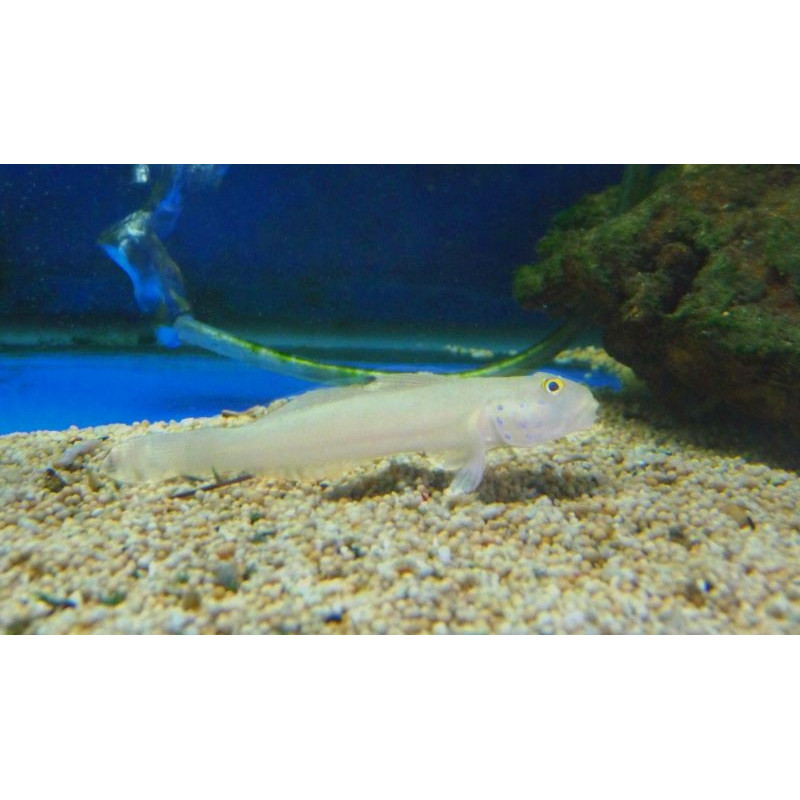 Valencianea SEXGUTTATA Size M