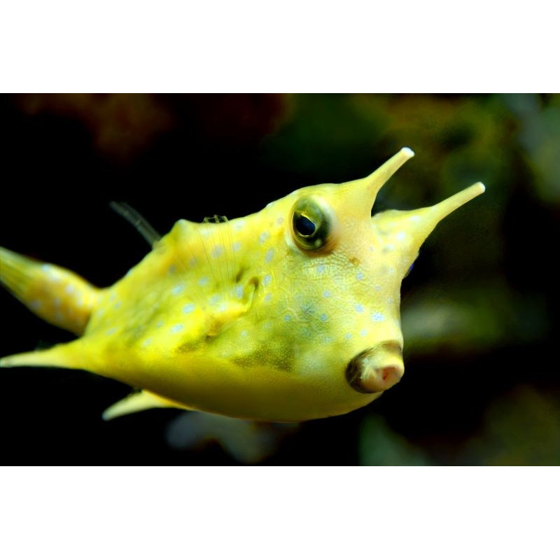 LACTORIA CORNUTA TALLA M-L