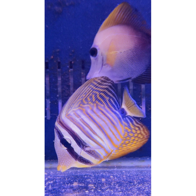 ZEBRASOMA DESJARDINI SIZE M MALDIVES