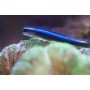 ELCATINUS OCEANOPS