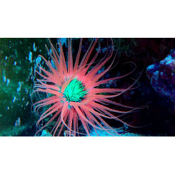 CERIANTHUS SUPER COLOR