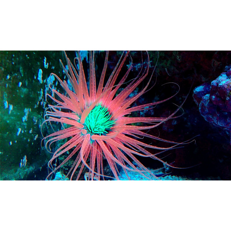 CERIANTHUS SUPER COLOR