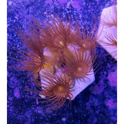 PARAZOANTHUS GRACILIS