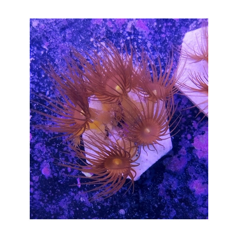 PARAZOANTHUS GRACILIS