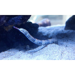 Corythoichthys Intestinalis