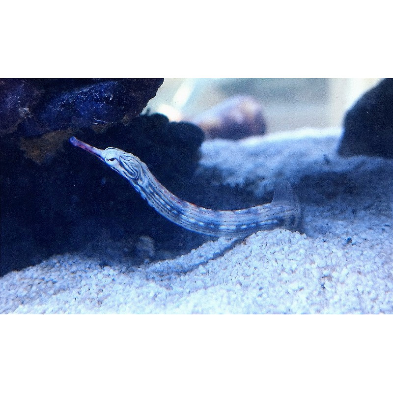 Corythoichthys Intestinalis