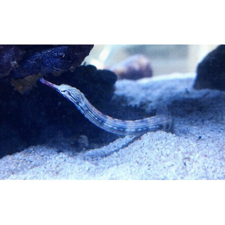 Corythoichthys Intestinalis