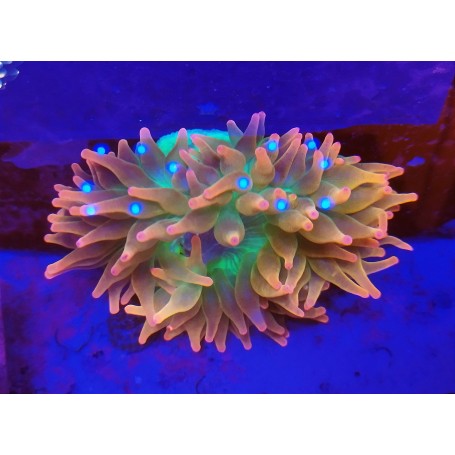 ENTACMAES QUADRICOLOR ULTRA