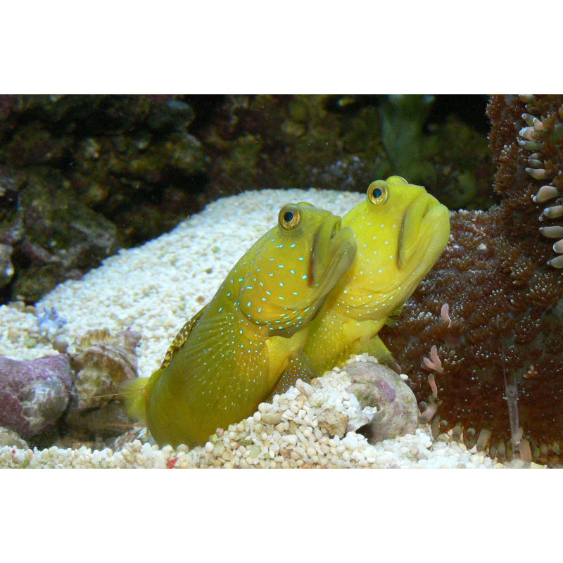 CRYPTOCENTUS CINCTUS YELLOW
