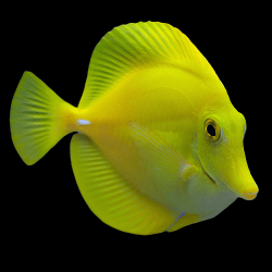 ZEBRASOMA FLAVESCENS L