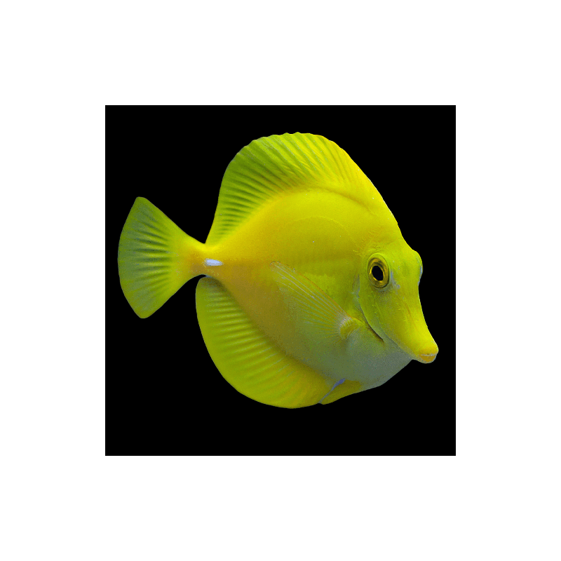 ZEBRASOMA FLAVESCENS L