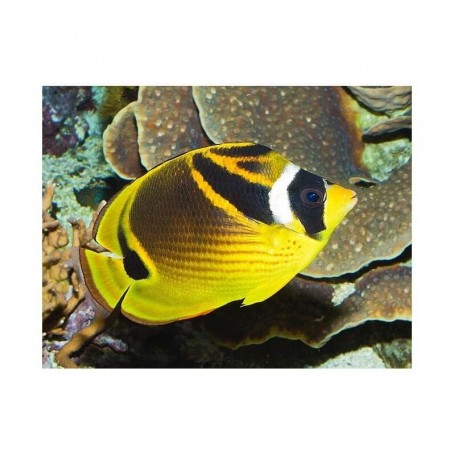 CHAETODON LUNULA SM