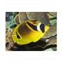 CHAETODON LUNULA SM