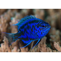 CHRYSIPTERA SPRINGERI