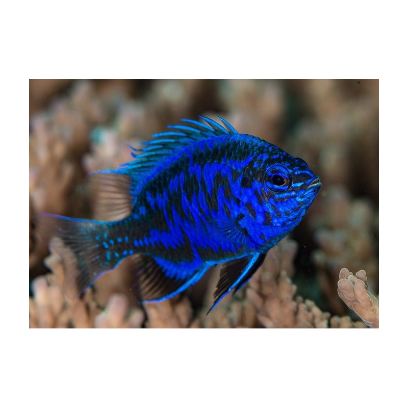 CHRYSIPTERA SPRINGERI