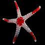 FROMIA MONILIS