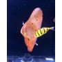 PLATAX ORBICULARIS
