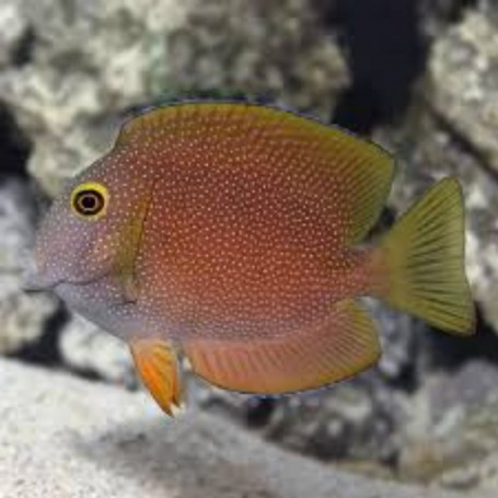 CTENOCHAETUS TRUNCATUS