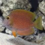 CTENOCHAETUS TRUNCATUS L