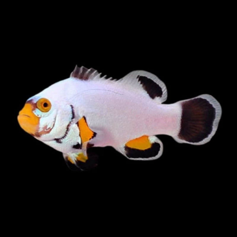 Amphiprion percula PLATINUM SIZE M