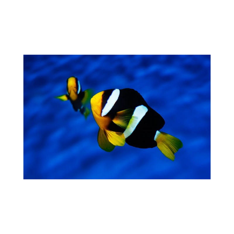 AMPHIPRION  CLARKII  (TANK BRED)