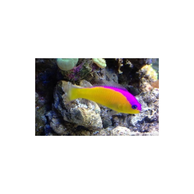 DIADENMA PICTICHROMIS