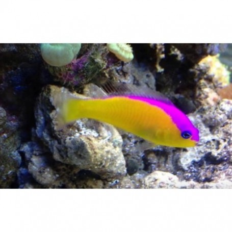 PICTICHROMIS DIADEMA