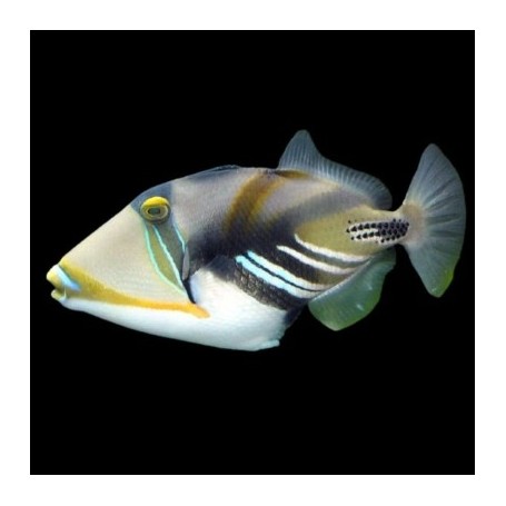 RHINECANTHUS ACULEATUS ( BALLESTA PICASSO) TALLA L